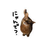 渡る世間は猫ばっかり。（個別スタンプ：8）