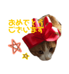 山本ミーちゃんスタンプ（個別スタンプ：1）