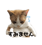 山本ミーちゃんスタンプ（個別スタンプ：6）