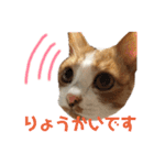 山本ミーちゃんスタンプ（個別スタンプ：7）