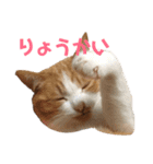 山本ミーちゃんスタンプ（個別スタンプ：11）