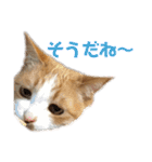 山本ミーちゃんスタンプ（個別スタンプ：21）
