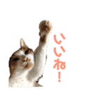 山本ミーちゃんスタンプ（個別スタンプ：22）