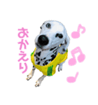 ダルメシアンのラッキー（個別スタンプ：9）