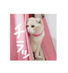 ティアラのスタンプ2（個別スタンプ：6）