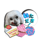 マルチーズのモンドです。（個別スタンプ：3）