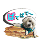 マルチーズのモンドです。（個別スタンプ：7）