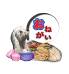 マルチーズのモンドです。（個別スタンプ：8）