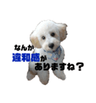 トイプーの藤丸さん（個別スタンプ：15）