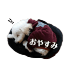トイプーの藤丸さん（個別スタンプ：16）