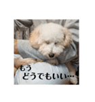 トイプーの藤丸さん（個別スタンプ：17）