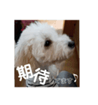 トイプーの藤丸さん（個別スタンプ：18）