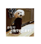トイプーの藤丸さん（個別スタンプ：19）