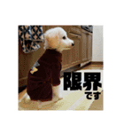 トイプーの藤丸さん（個別スタンプ：20）