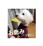 トイプーの藤丸さん（個別スタンプ：21）