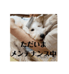トイプーの藤丸さん（個別スタンプ：22）