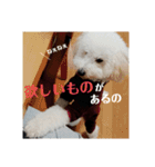 トイプーの藤丸さん（個別スタンプ：23）