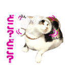 思わず使いたくなる猫ねこスタンプ2（個別スタンプ：1）