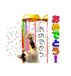 思わず使いたくなる猫ねこスタンプ2（個別スタンプ：2）