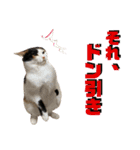 思わず使いたくなる猫ねこスタンプ2（個別スタンプ：4）