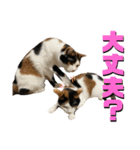 思わず使いたくなる猫ねこスタンプ2（個別スタンプ：6）
