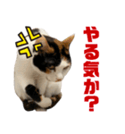 思わず使いたくなる猫ねこスタンプ2（個別スタンプ：7）