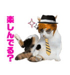 思わず使いたくなる猫ねこスタンプ2（個別スタンプ：9）
