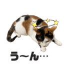 思わず使いたくなる猫ねこスタンプ2（個別スタンプ：11）