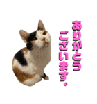 思わず使いたくなる猫ねこスタンプ2（個別スタンプ：12）