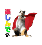 思わず使いたくなる猫ねこスタンプ2（個別スタンプ：13）
