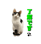 思わず使いたくなる猫ねこスタンプ2（個別スタンプ：14）