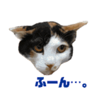 思わず使いたくなる猫ねこスタンプ2（個別スタンプ：15）