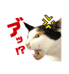 思わず使いたくなる猫ねこスタンプ2（個別スタンプ：16）
