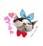 思わず使いたくなる猫ねこスタンプ2（個別スタンプ：17）