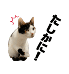 思わず使いたくなる猫ねこスタンプ2（個別スタンプ：18）