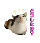 思わず使いたくなる猫ねこスタンプ2（個別スタンプ：19）