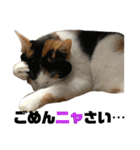 思わず使いたくなる猫ねこスタンプ2（個別スタンプ：20）