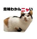 思わず使いたくなる猫ねこスタンプ2（個別スタンプ：22）