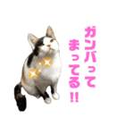 思わず使いたくなる猫ねこスタンプ2（個別スタンプ：23）