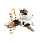 思わず使いたくなる猫ねこスタンプ2（個別スタンプ：25）