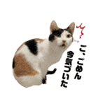 思わず使いたくなる猫ねこスタンプ2（個別スタンプ：26）