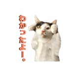 思わず使いたくなる猫ねこスタンプ2（個別スタンプ：27）