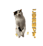 思わず使いたくなる猫ねこスタンプ2（個別スタンプ：29）