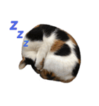 思わず使いたくなる猫ねこスタンプ2（個別スタンプ：30）