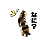 思わず使いたくなる猫ねこスタンプ2（個別スタンプ：31）