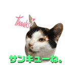 思わず使いたくなる猫ねこスタンプ2（個別スタンプ：32）