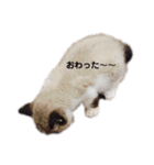 じじ と ぶぶ（個別スタンプ：12）