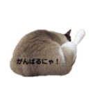 じじ と ぶぶ（個別スタンプ：19）