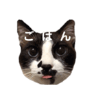 じじ と ぶぶ（個別スタンプ：20）