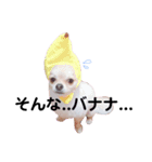 とまちゃん☆スタンプ（個別スタンプ：1）